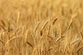 Formulation nutritionnelle d’un aliment pour animaux